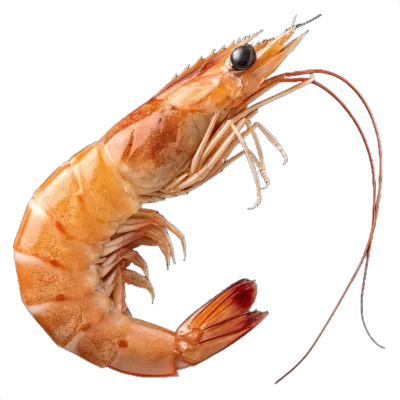 Imagen PNG para descargar